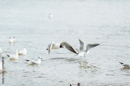 Seagulls on the beach sea at bright sunny day