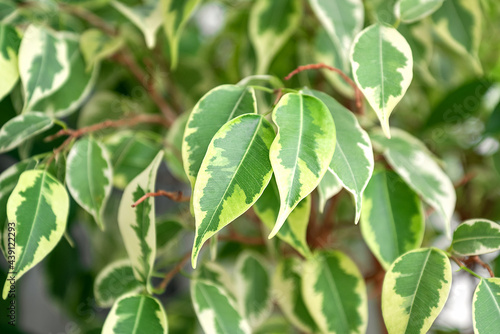Variegated leaves of Ficus benjamina plant. Home gardening, houseplant, greenery