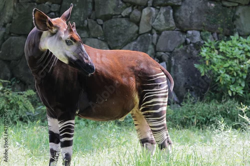 Fototapeta オカピ