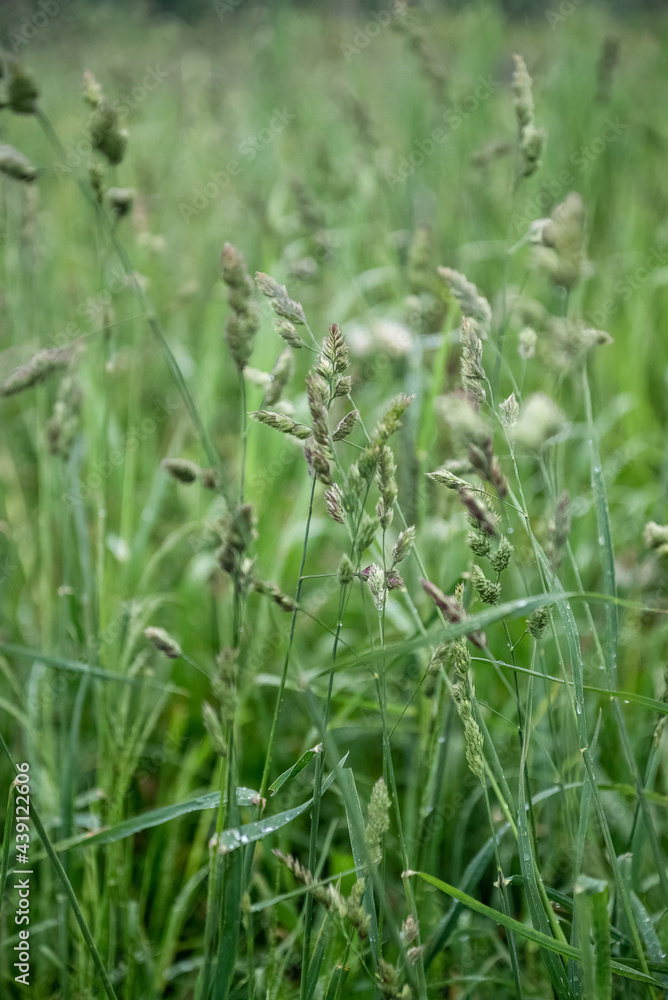 Blades of grass with seeds on the stem among green grass iin field summer background
