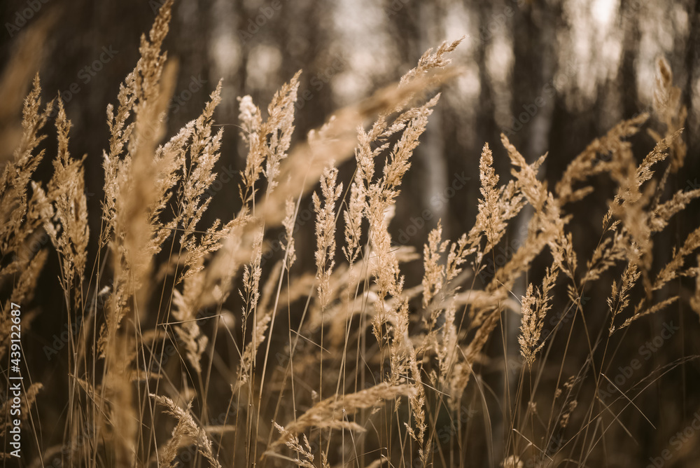 Fototapeta premium Dried fluffy grass in sunlight blurry natural background