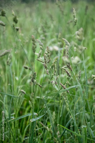 Blades of grass with seeds on the stem among green grass iin field summer background