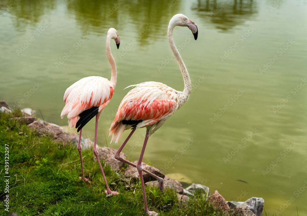 Pink flamingo close-up in Ukraine zoo