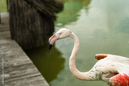 Pink flamingo close-up in Ukraine zoo photo