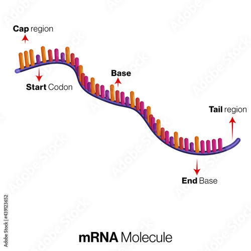 messenger RNA or mRNA Structure Illustration