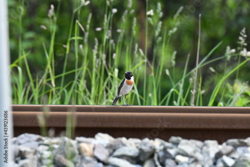 北海道の夏の草原、線路上で囀るノビタキの雄