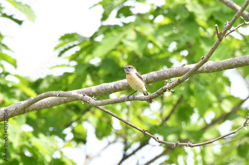 北海道の夏の草原、囀るノビタキの雌