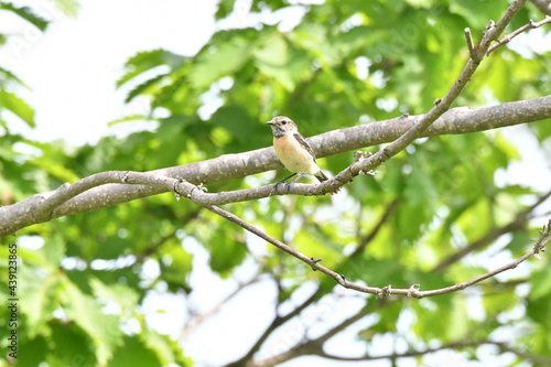 北海道の夏の草原、囀るノビタキの雌