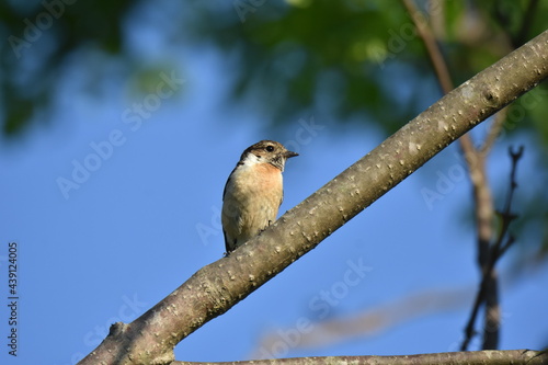 北海道の夏の草原、囀るノビタキの雌