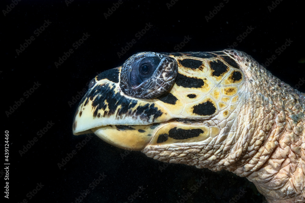 Obraz premium Hawksbill sea turtle (Eretmochelys imbricata) headshot in Maldives