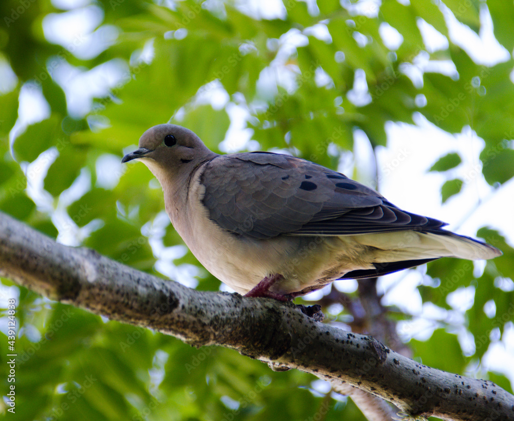 dove on a branch dove on a branch