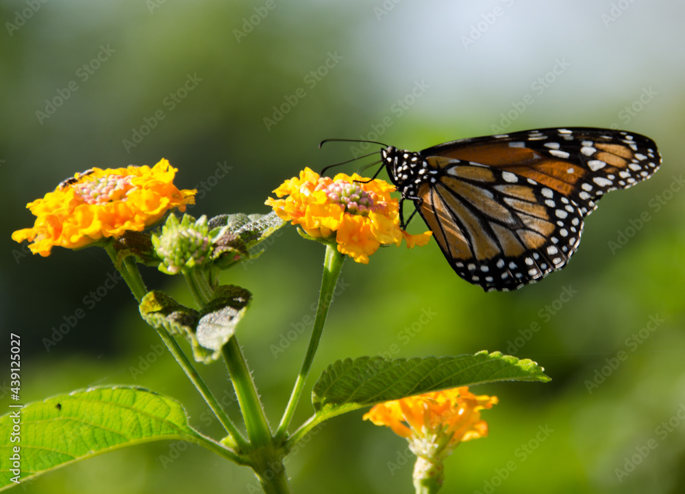 Obraz premium monarch butterfly on flower