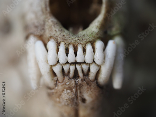 Weasel skull closeup © Ksunny Glaze