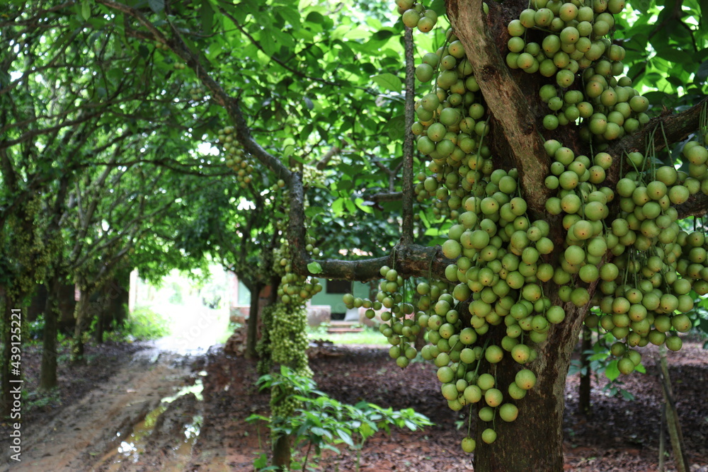 Tasty Baccaurea motleyana on Tree Tasty Baccaurea motleyana on Tree