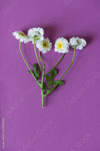 small white and yellow flowers on a magenta paper background - photographed from above in a flat lay style