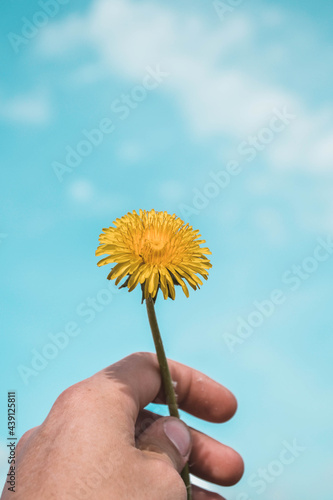 hand holding dandelion