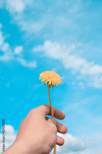 hand holding dandelion