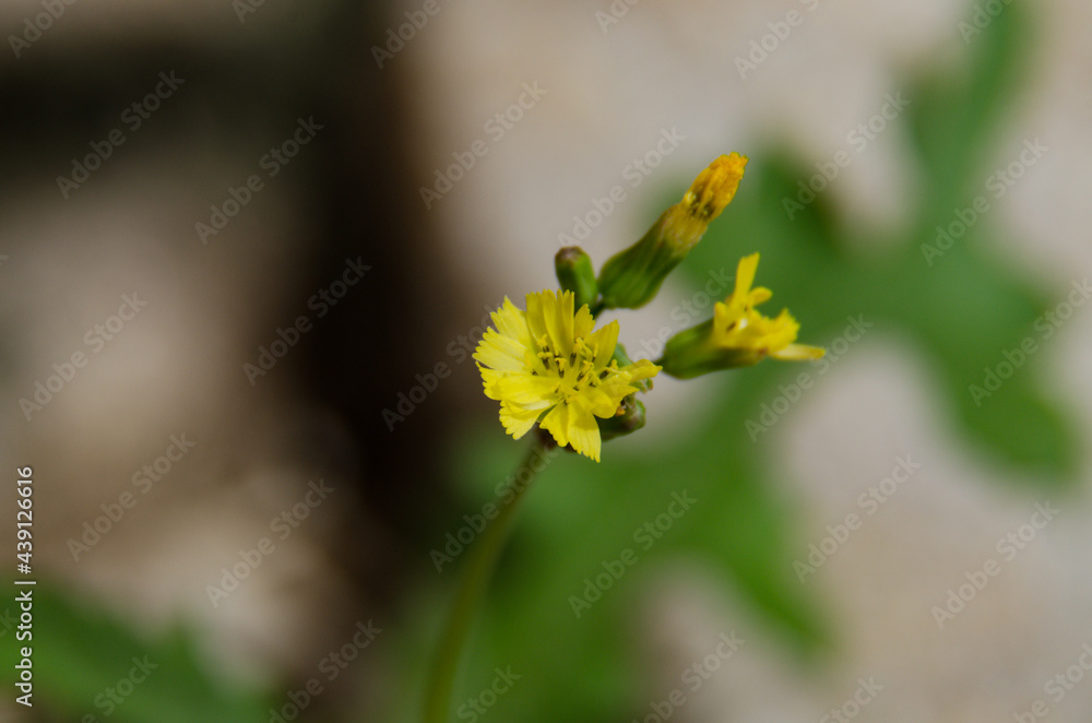 yellow flowers in spring