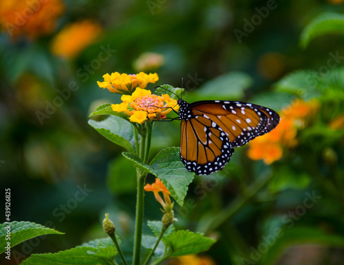 monarch butterfly on flower © Santiago