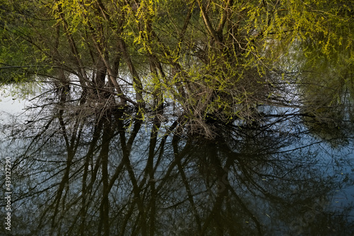 flooded trees by the Vistula River in spring 2021