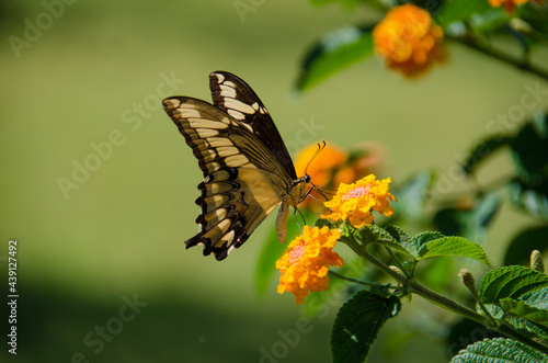 butterfly on flower