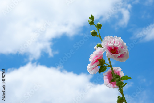 たちあおい（ホリホック）の花
