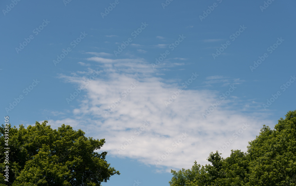 cirrocumulus clouds and blue sky in late spring with two trees