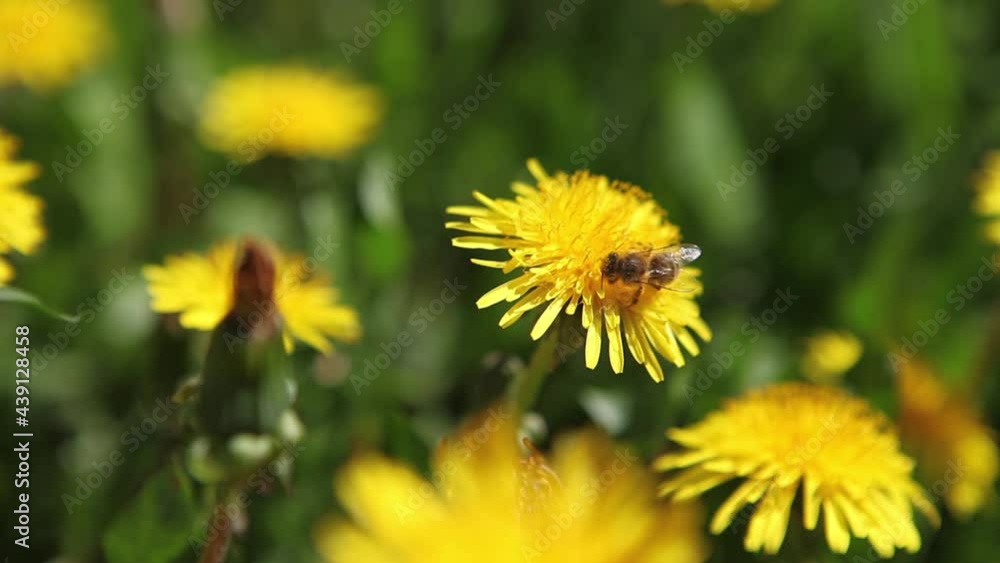 Flying honey bee covered in pollen collects nectar from a yellow dandelion closeup. Macro shots of a bee covered in pollen pollinating a flower. Flying honey bee covered in pollen collects nectar from a yellow dandelion closeup. Macro shots of a bee covered in pollen pollinating a flower.