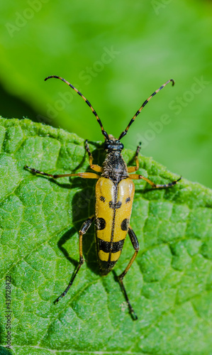 Black & Yellow Long Horned Beetle © Tony Martin Long