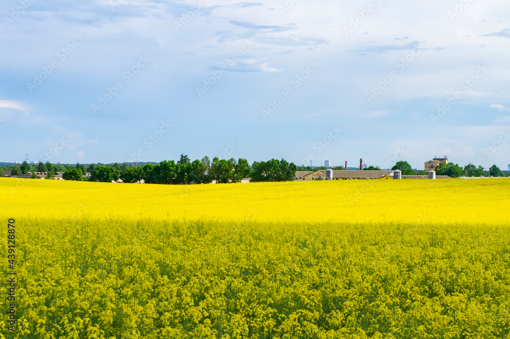 Landscape with an agricultural yellow field with rape