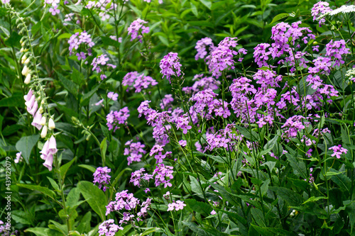 Fototapeta Naklejka Na Ścianę i Meble -  Purple mattiola bicorn flower close-up in natural nature.