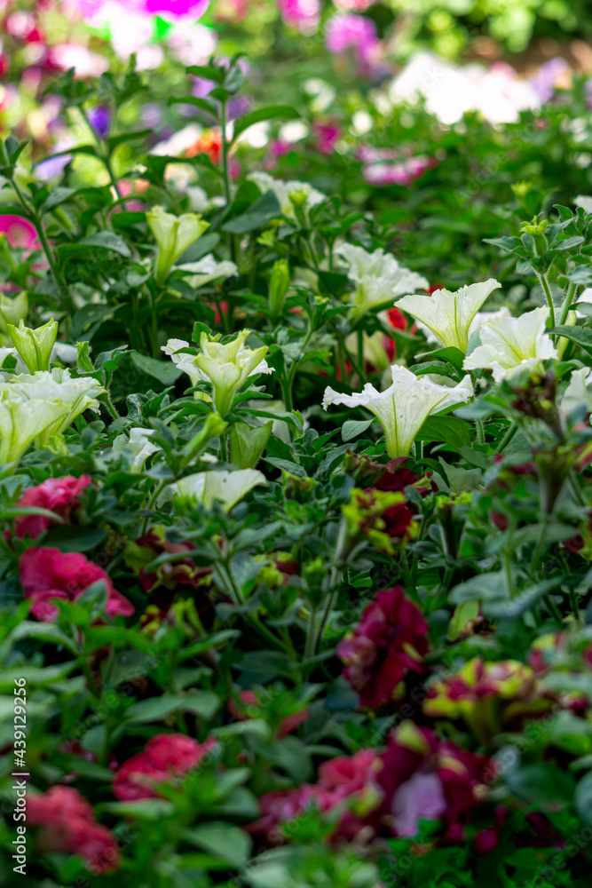 Naklejka premium Multi-colored seedlings of petunia flowers on the market.