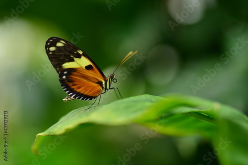 Numata Longwing butterfly, macro image of Lepidoptera. © alagz
