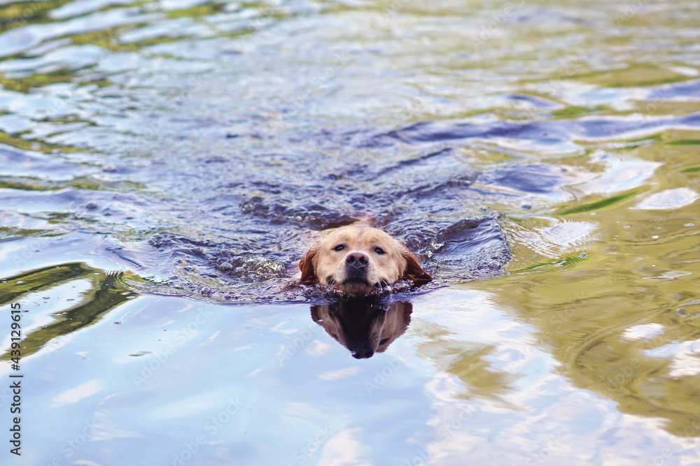 Active yellow Labrador Retriever dog swimming in a pond in summer Active yellow Labrador Retriever dog swimming in a pond in summer