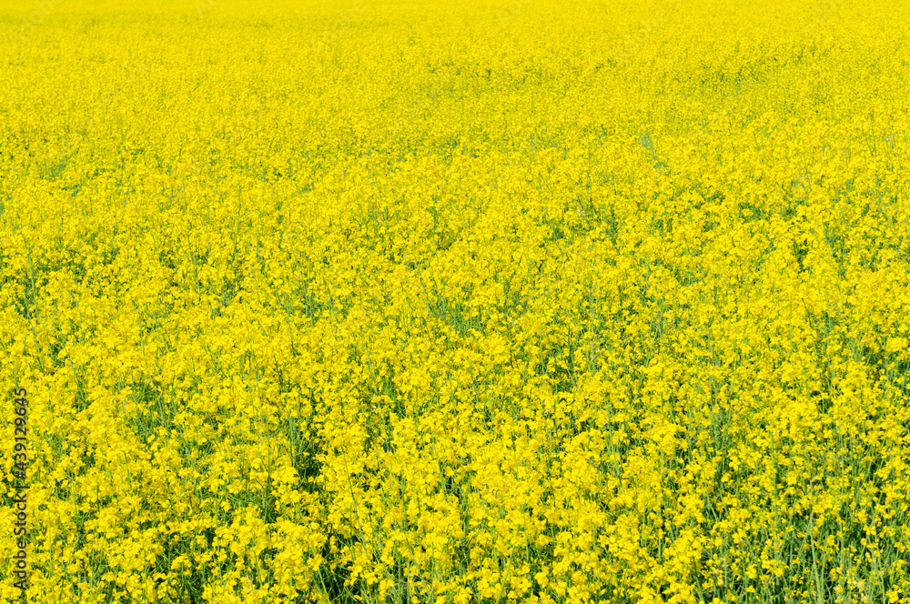 Yellow ripe flowers of agricultural rapeseed for background Yellow ripe flowers of agricultural rapeseed for background