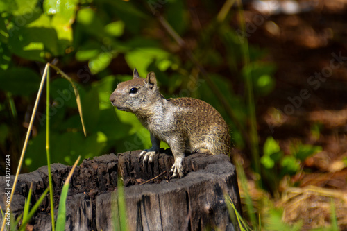 Wallpaper Mural squirrel in the park Torontodigital.ca