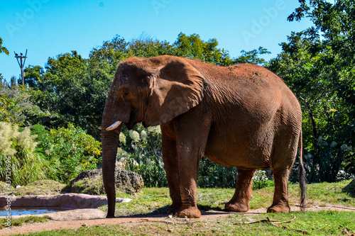 elephant in the zoo