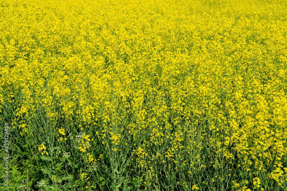 Yellow ripe flowers of agricultural rapeseed for background Yellow ripe flowers of agricultural rapeseed for background