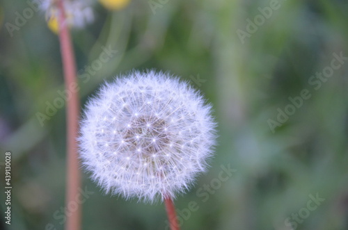 dandelion