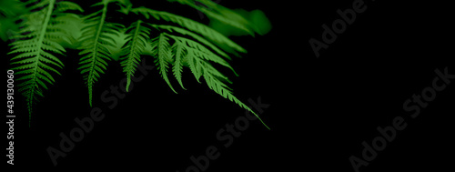 Fern leaves green and macro leaves, Perfect natural fern pattern, Beautiful background made with young green leaves.