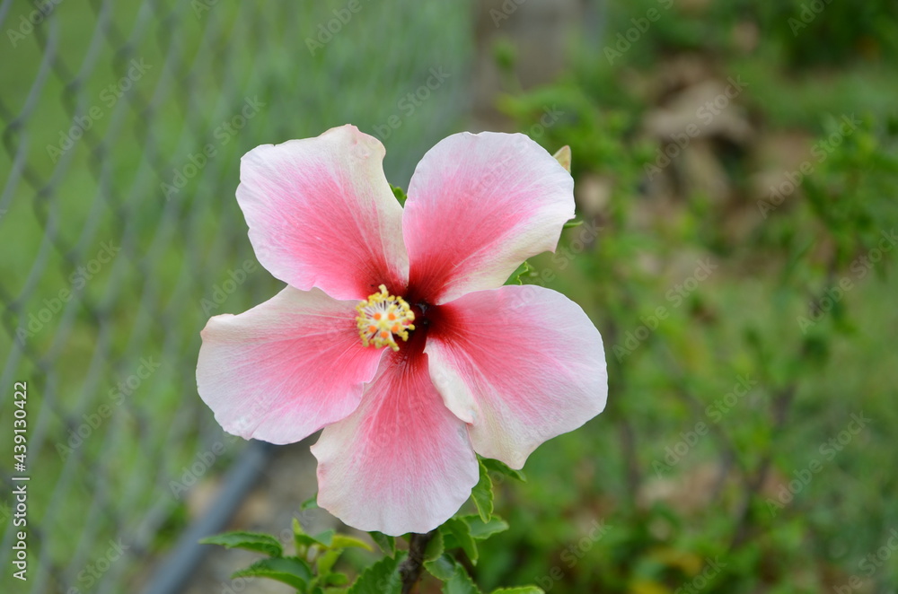 Fototapeta premium pink rose flower
