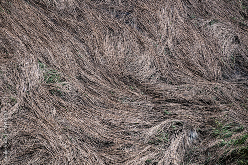 Closeup of flattened cordgrass in coastal salt marsh. photo