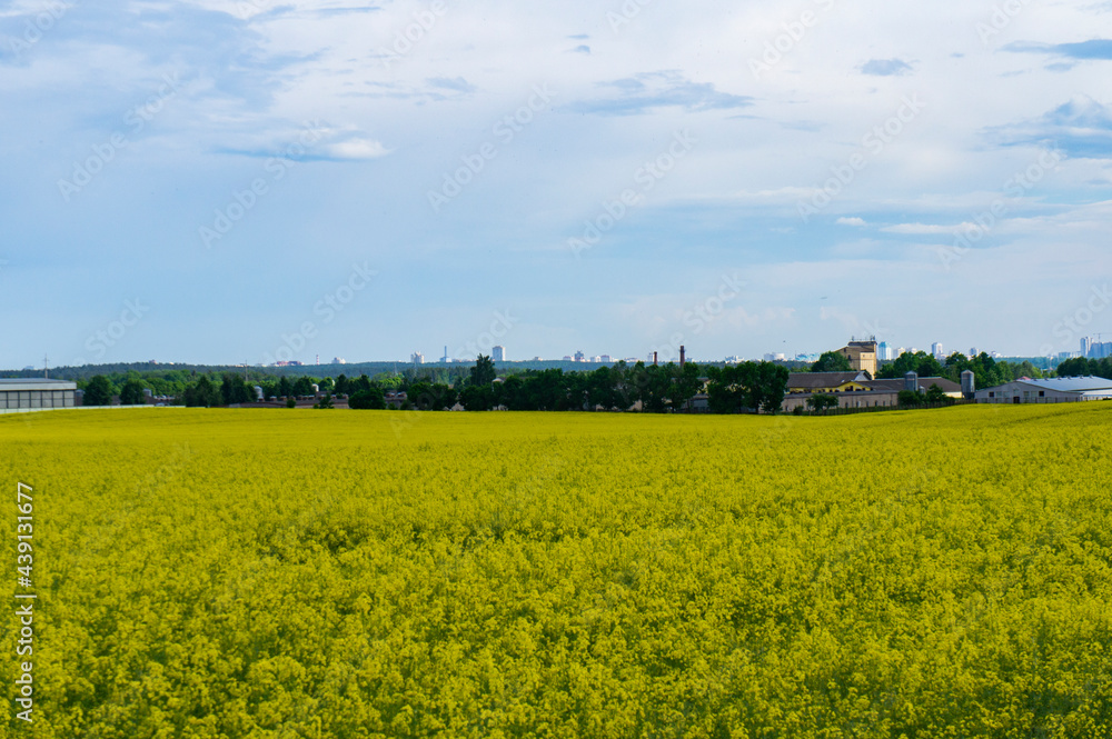 Landscape with agricultural yellow field with rapeseed and farm on the horizon Landscape with agricultural yellow field with rapeseed and farm on the horizon