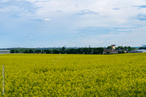 Landscape with agricultural yellow field with rapeseed and farm on the horizon