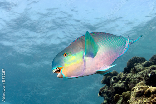 Redlip Parrotfish, Scarus rubroviolaceus, male in Maldives photo