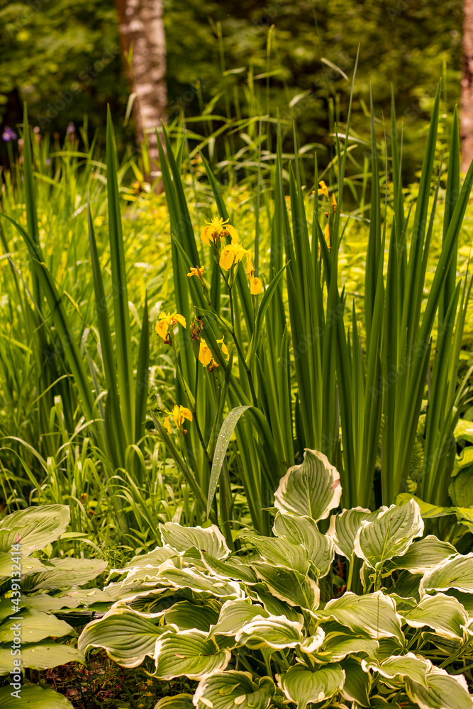 Obraz premium grass in the garden