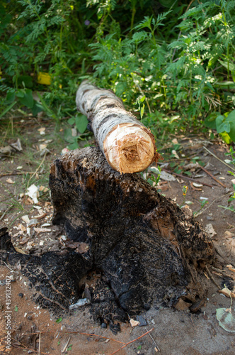 chopping down a tree trunk