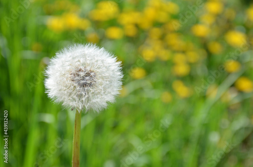 White dandelion in the garden. Spring.