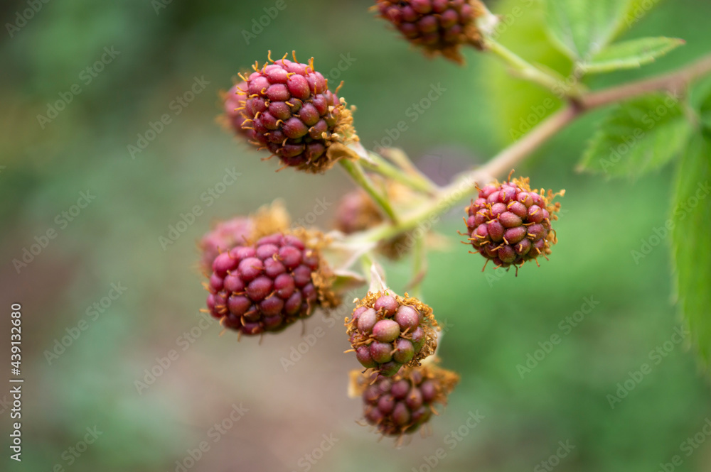 sprigs of emerging spring berries sprigs of emerging spring berries
