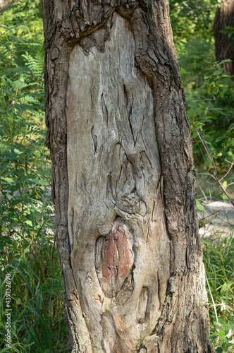 tree trunk with peeled and heeled bark